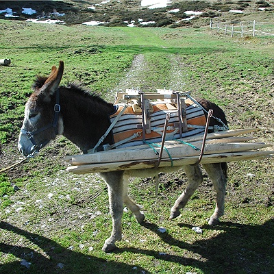 cargolin matériel pour âne