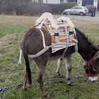 Bastillon, bât pour âne, Randoline, équipement et matériel pour ânes, chevaux