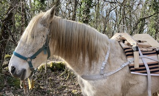 Bastillon, bât pour âne, Randoline, équipement et matériel pour ânes, chevaux