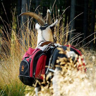 ChevreForet Cabriette, bât pour chèvre, bât pour caprin, bât pour âne miniature, bât pour boucs, randonnée avec chèvre, suspension sacoches, bouquelines