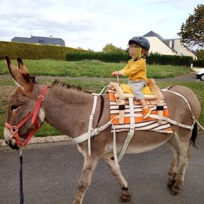 Bastillon, fabricant bât pour ânes, matériel de randonnée et travail ânes, chevaux, mules, portage enfant, portage bagages