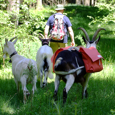GregorTroisChevres Cabriette, bât pour chèvre, bât pour caprin, bât pour âne miniature, bât pour boucs, randonnée avec chèvre, suspension sacoches, bouquelines