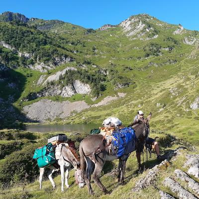 Bâlissandre, bât pour âne, Randoline, équipement et matériel pour ânes, chevaux