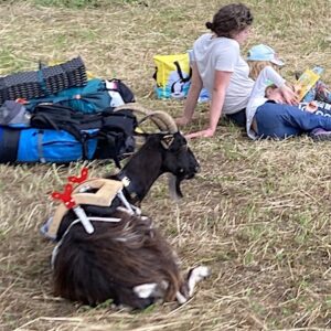 Lire la suite à propos de l’article La randonnée avec une chèvre