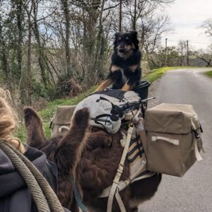 Lire la suite à propos de l’article Le chien de Paul se la coule douce