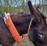 Roudounette, moumoute de protection pour un collier Colisson