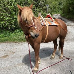 Lire la suite à propos de l’article Virginie et le Balaïtous sur son cheval Findus