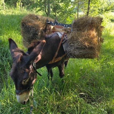 Boizanté Boizanté