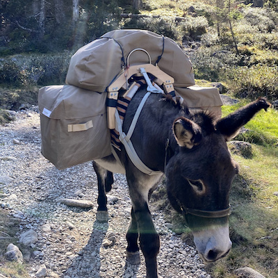 La belle image de la randonnée avec un petit âne