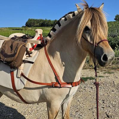 FjordLarchez le Bassador, bât de randonnée pour chevaux et mulets