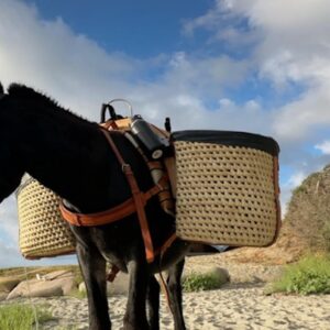 Lire la suite à propos de l’article L’âne Peewee nettoie les plages corses