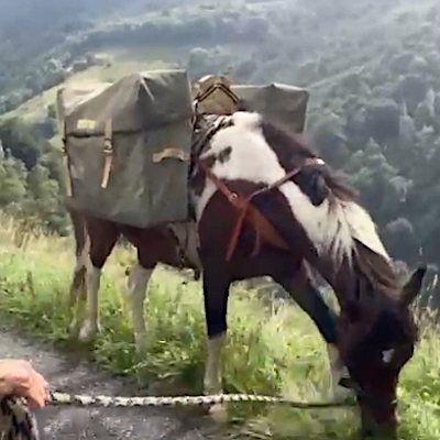 Eva et ses pottoks en route dans les Pyrénées