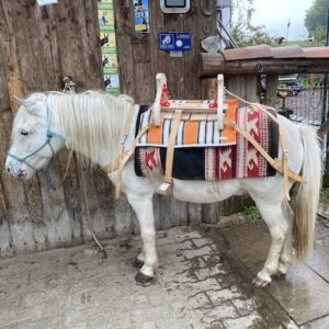 Lire la suite à propos de l’article Le Balaïtous sur un joli poney souabe