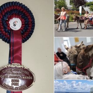 Lire la suite à propos de l’article Les Horse Breizh Awards décernés à Ti Z’ânes du Bonheur et à l’Escargoline