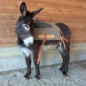 Lire la suite à propos de l’article La Bâtine pour les Nuls