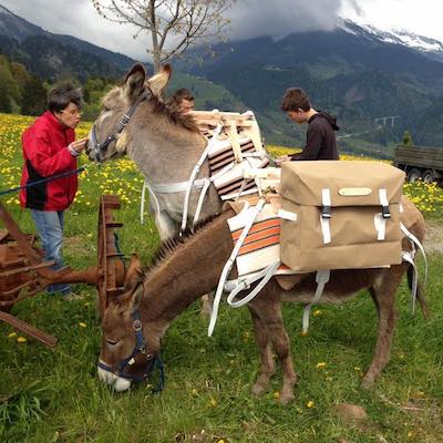 2013 Noisette et Cayenne essaient leurs premiers bâts Randoline