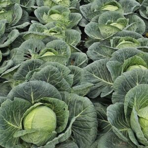 Lire la suite à propos de l’article Les bébés-bâts naissent dans les choux