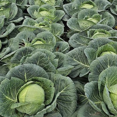 Les bébés-bâts naissent dans les choux