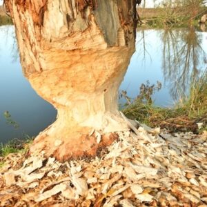 Lire la suite à propos de l’article La Castorisation des bâts…