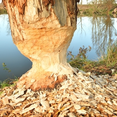 Lire la suite à propos de l’article La Castorisation des bâts…