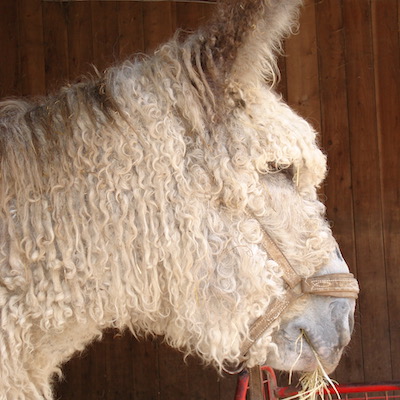 Je suis un baudet blanc, cisgenre, non racisé