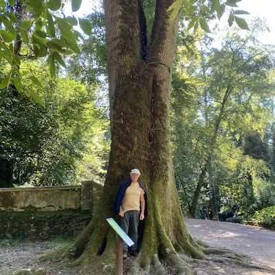 Le frêne géant du Portugal