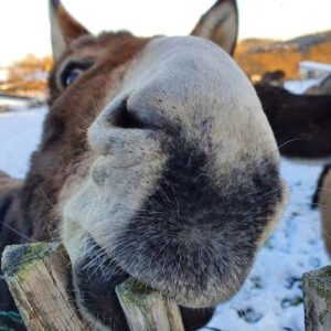 Lire la suite à propos de l’article Il est trop craquant…