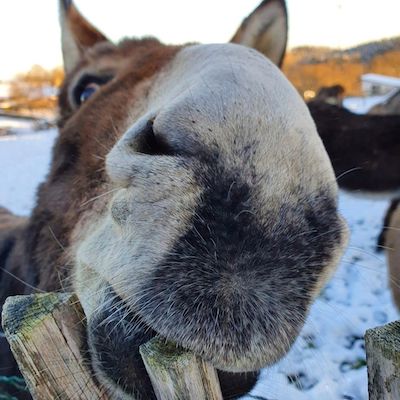Il est trop craquant...