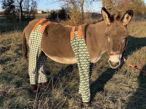 OccibraiesPresentation