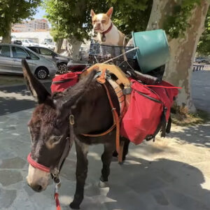 Lire la suite à propos de l’article Le chien qui se la coule douce…