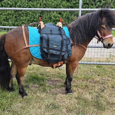 La Cabriette sur un cheval miniature