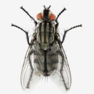 Lire la suite à propos de l’article Quand il fait cagnard, randonnez avec un bât Randoline