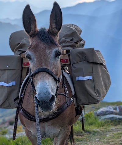 Un fringant mulet, les Alpes italiennes et un robuste Bassador