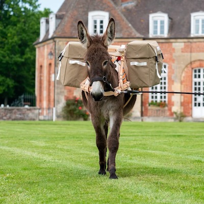 Le Haras du Pin propose une initiation à la randonnée asine