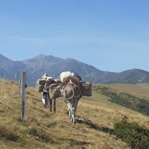Lire la suite à propos de l’article Randonnée Pyrénées avec un Bastillon